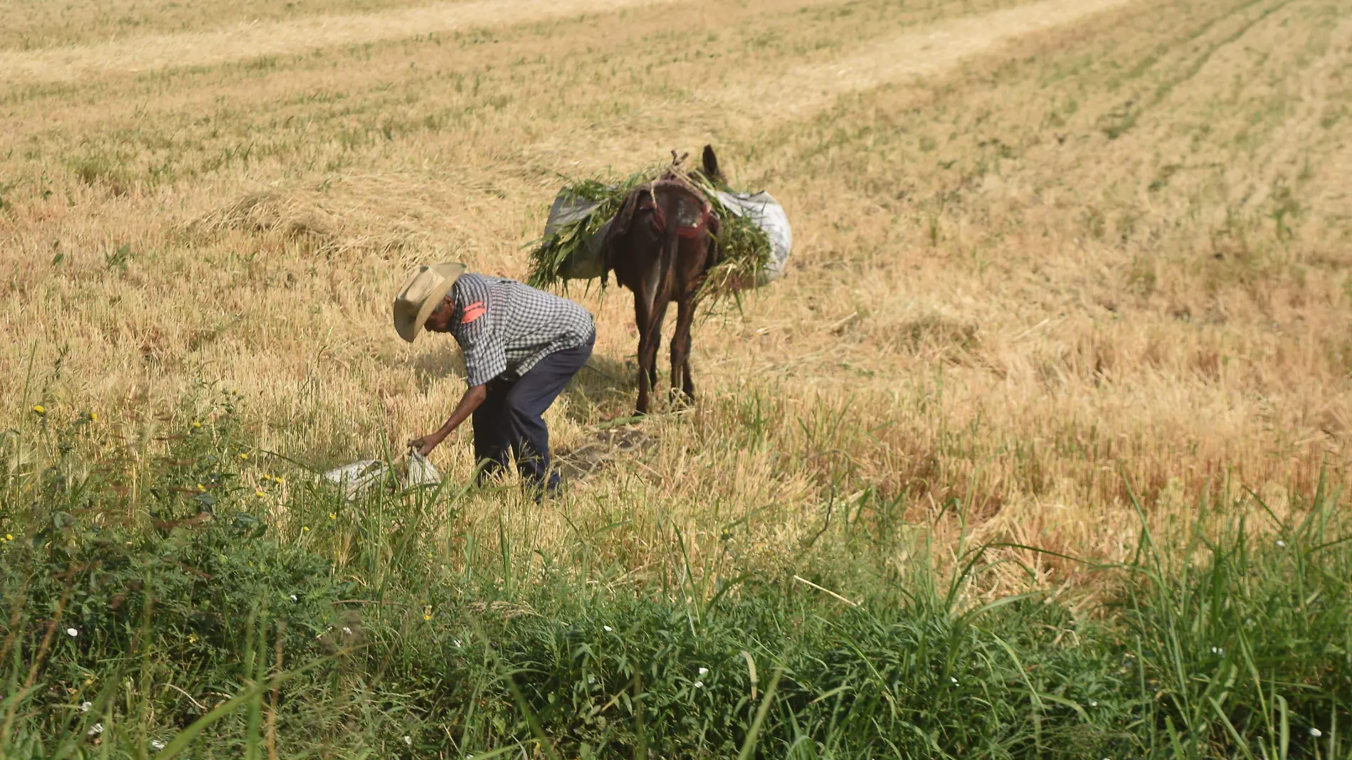 Escaso apoyo recibió el campo sanjuanense en los últimos tres años.